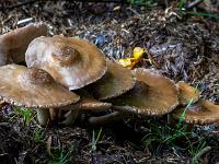 Gruppe aus großen hellbraunen Pilzen